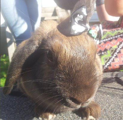 Kanin Trunte - trunte er med til fødselsdag og har fået en lille sløjfe på billede 3