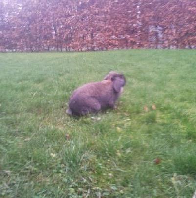 Kanin Trunte billede 4