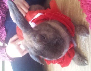 Kanin Trunte billede 5