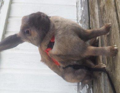 Kanin Trunte billede 6