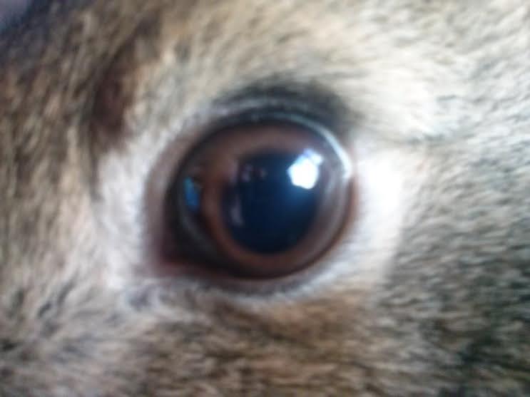 Kanin Hoity Toity billede 12