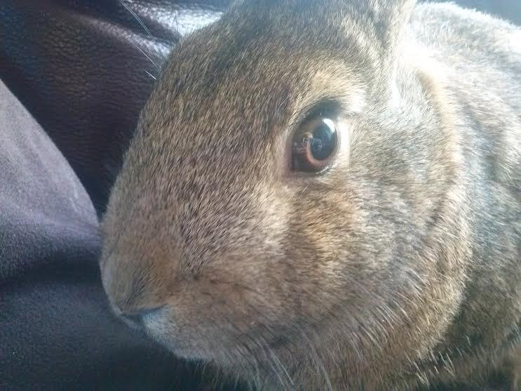 Kanin Hoity Toity billede 3