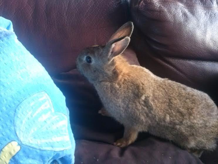 Kanin Hoity Toity billede 4