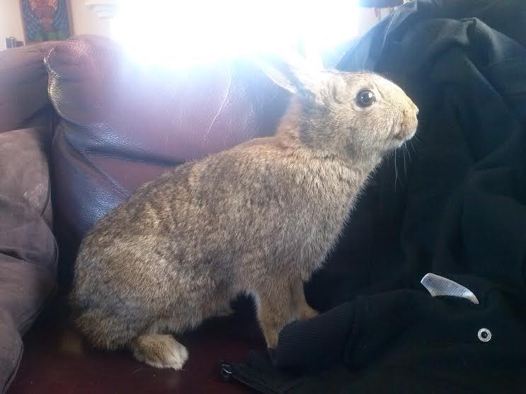 Kanin Hoity Toity billede 6