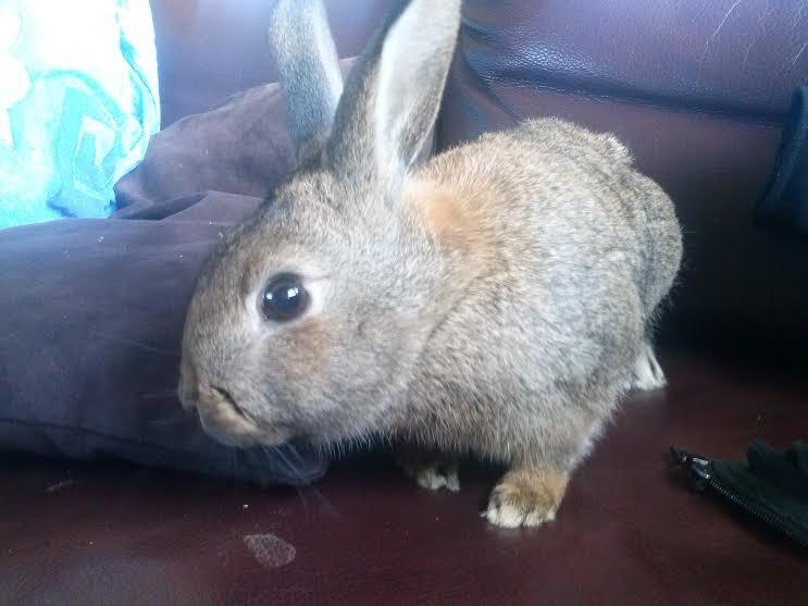 Kanin Hoity Toity billede 18