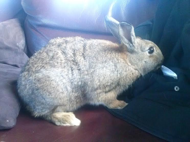 Kanin Hoity Toity billede 8