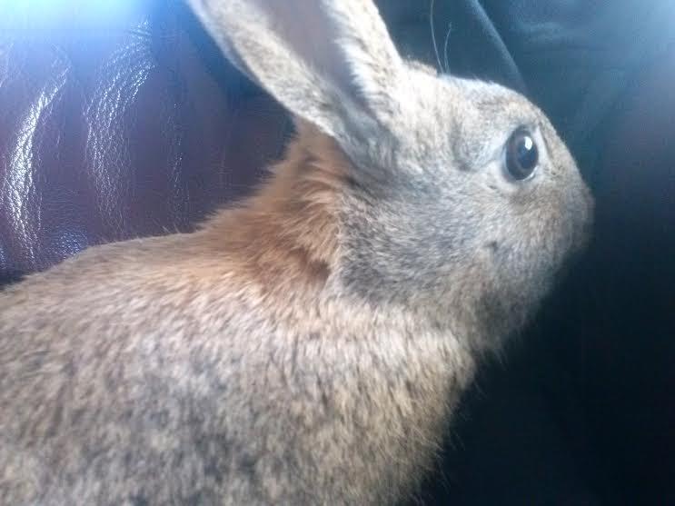 Kanin Hoity Toity billede 9