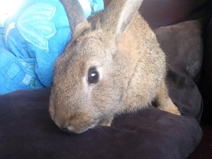 Kanin Hoity Toity billede 1