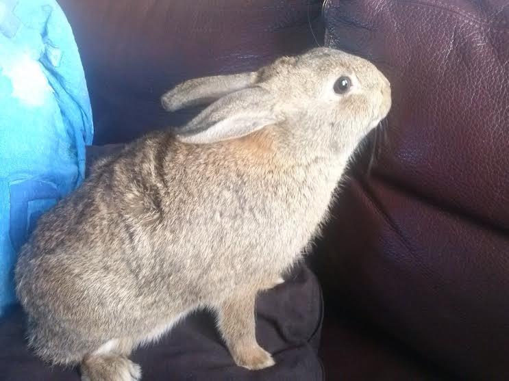 Kanin Hoity Toity billede 10