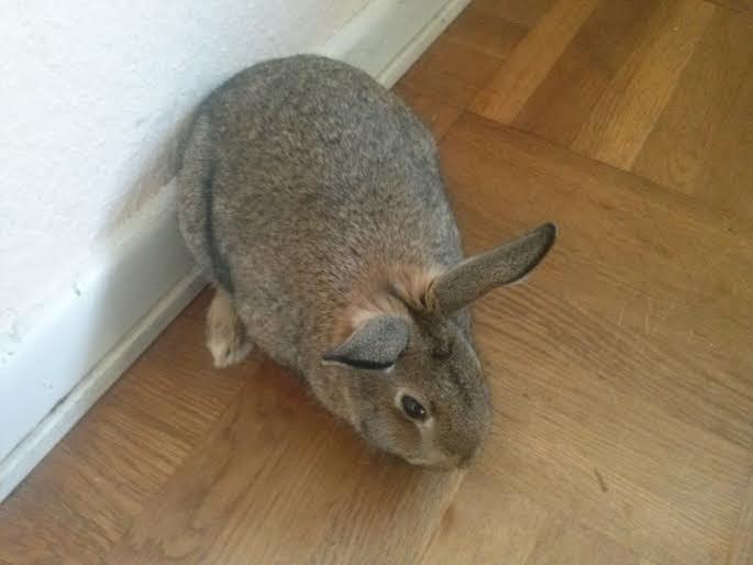 Kanin Hoity Toity billede 13