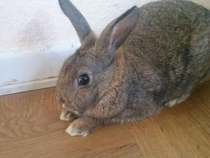 Kanin Hoity Toity billede 7