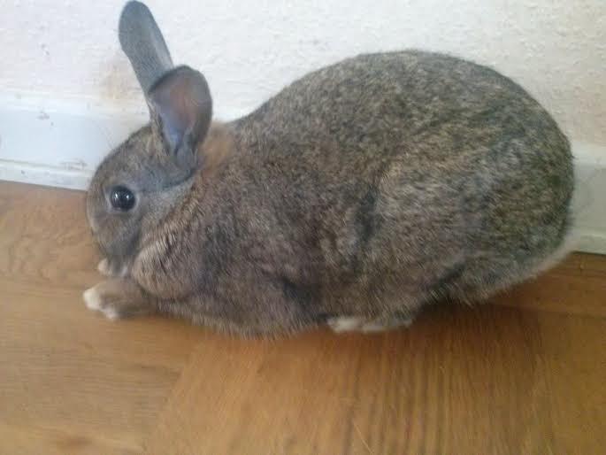 Kanin Hoity Toity billede 2