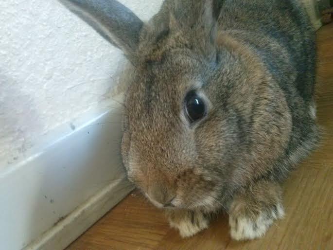 Kanin Hoity Toity billede 14