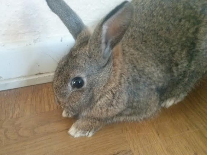 Kanin Hoity Toity billede 15