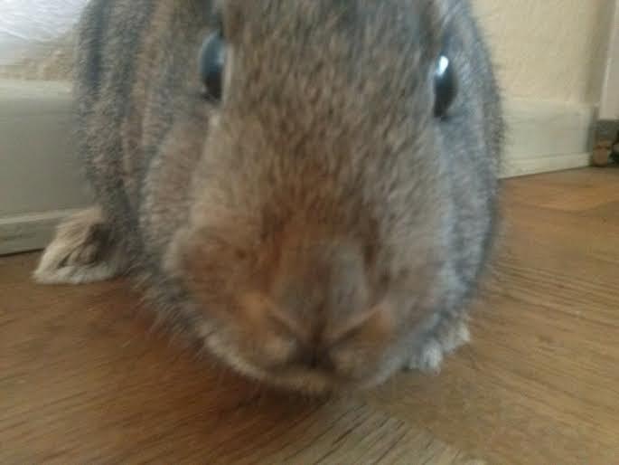 Kanin Hoity Toity billede 11