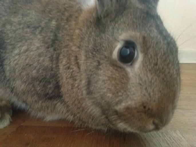 Kanin Hoity Toity billede 16