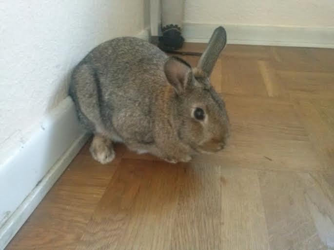 Kanin Hoity Toity billede 5