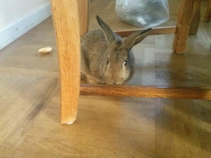 Kanin Hoity Toity billede 17