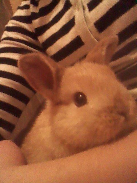 Kanin Fister billede 2