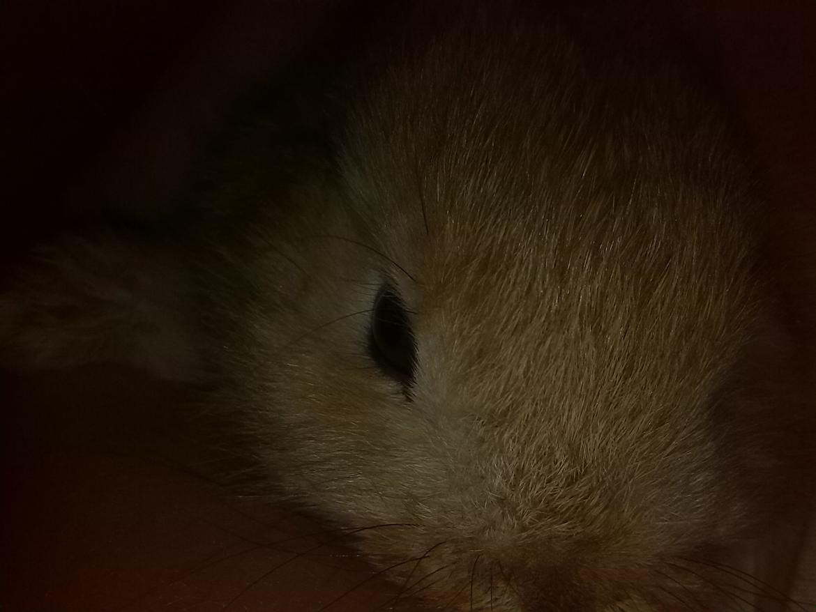 Kanin Fister billede 3