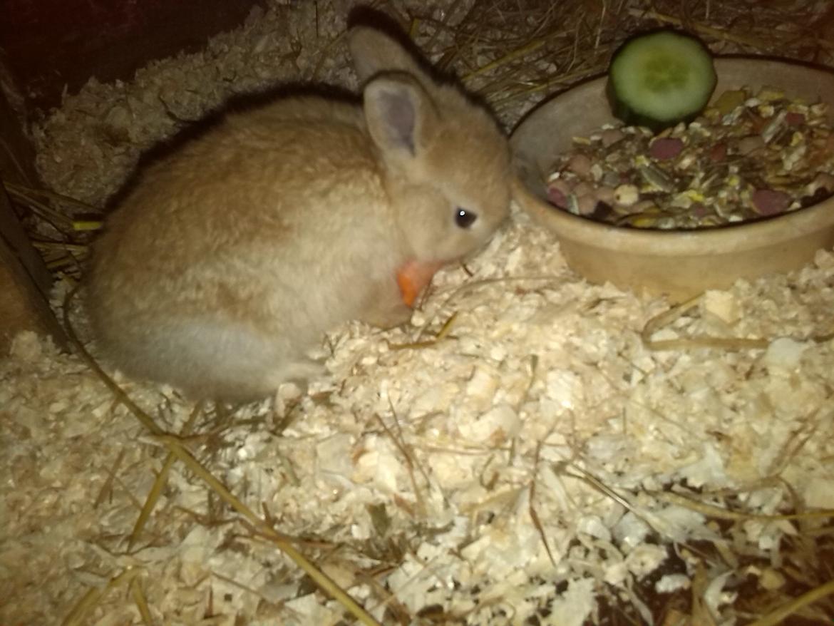 Kanin Fister billede 6