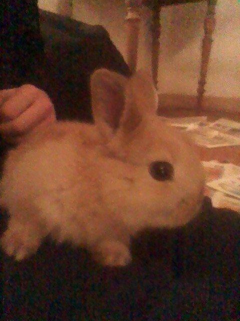 Kanin Fister billede 7