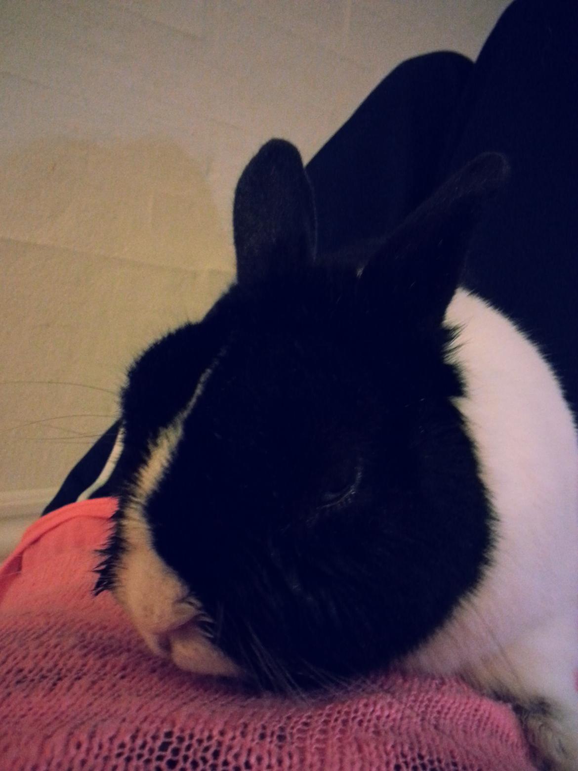 Kanin † Stampe † R.I.P Min prins - Hygge <3 <3 billede 3