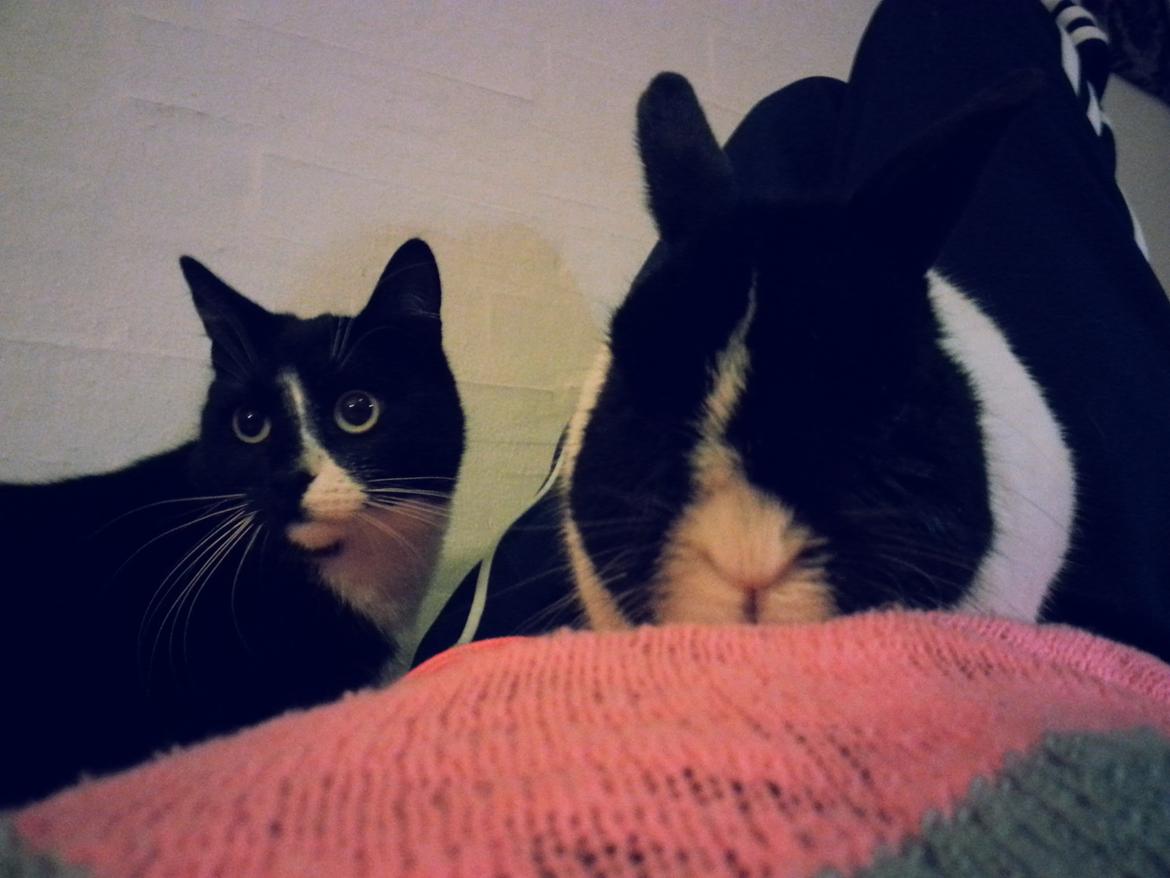 Kanin † Stampe † R.I.P Min prins - Hygge med stampe<3 og Kitty<3 billede 4