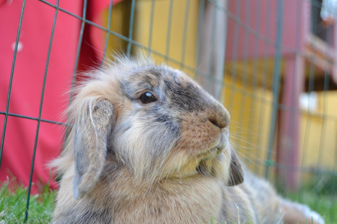 Kanin Raion billede 6