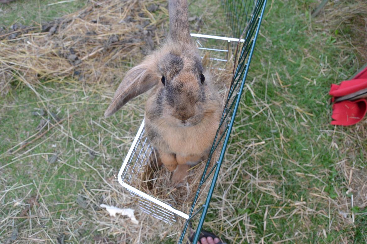 Kanin Raion billede 10