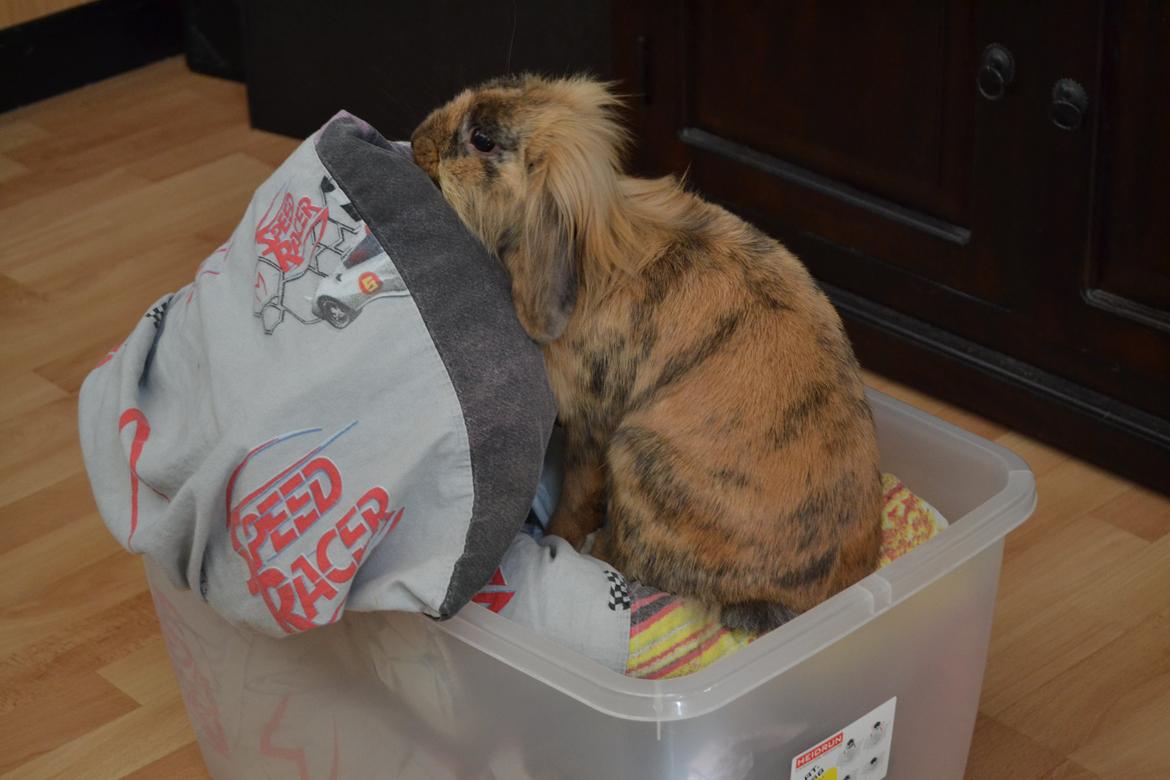 Kanin Raion billede 16