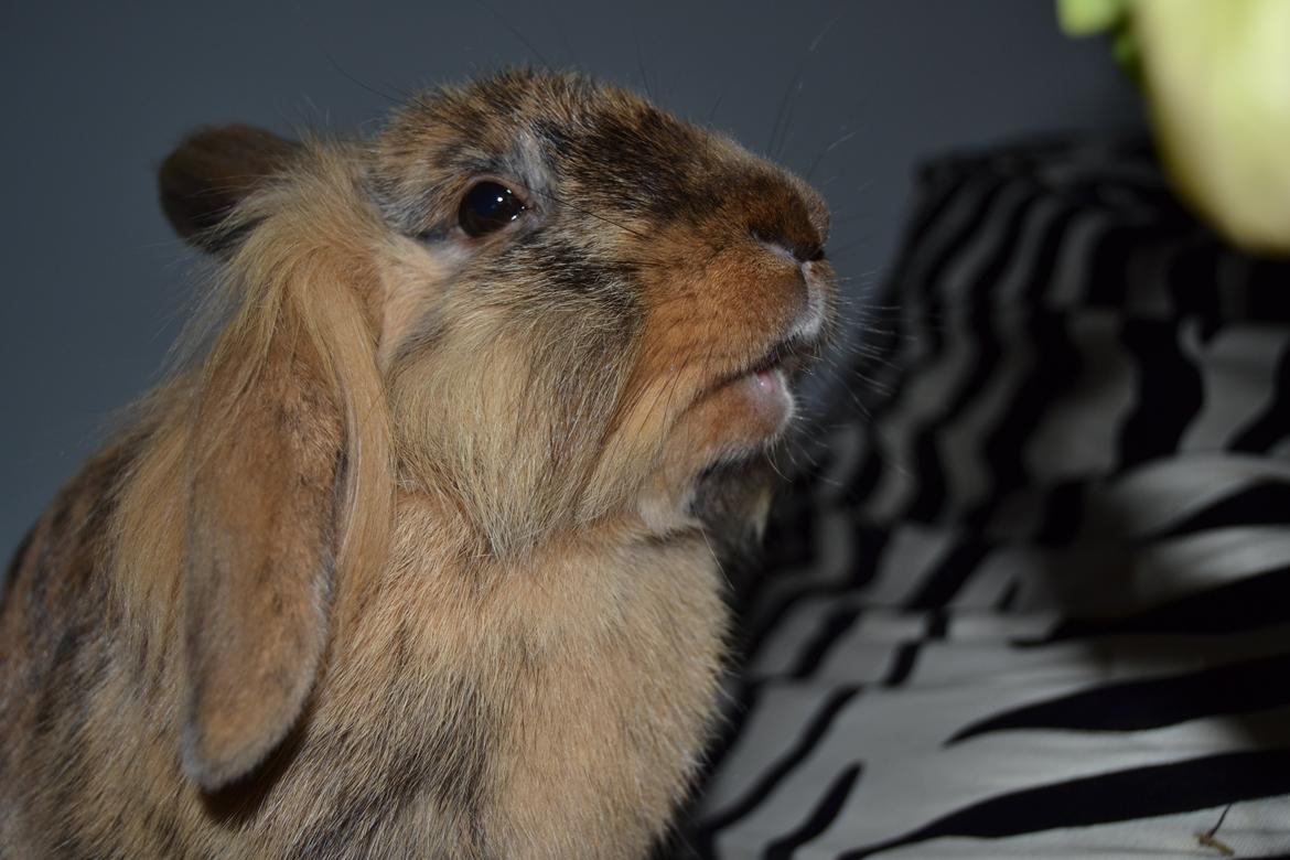 Kanin Raion billede 17