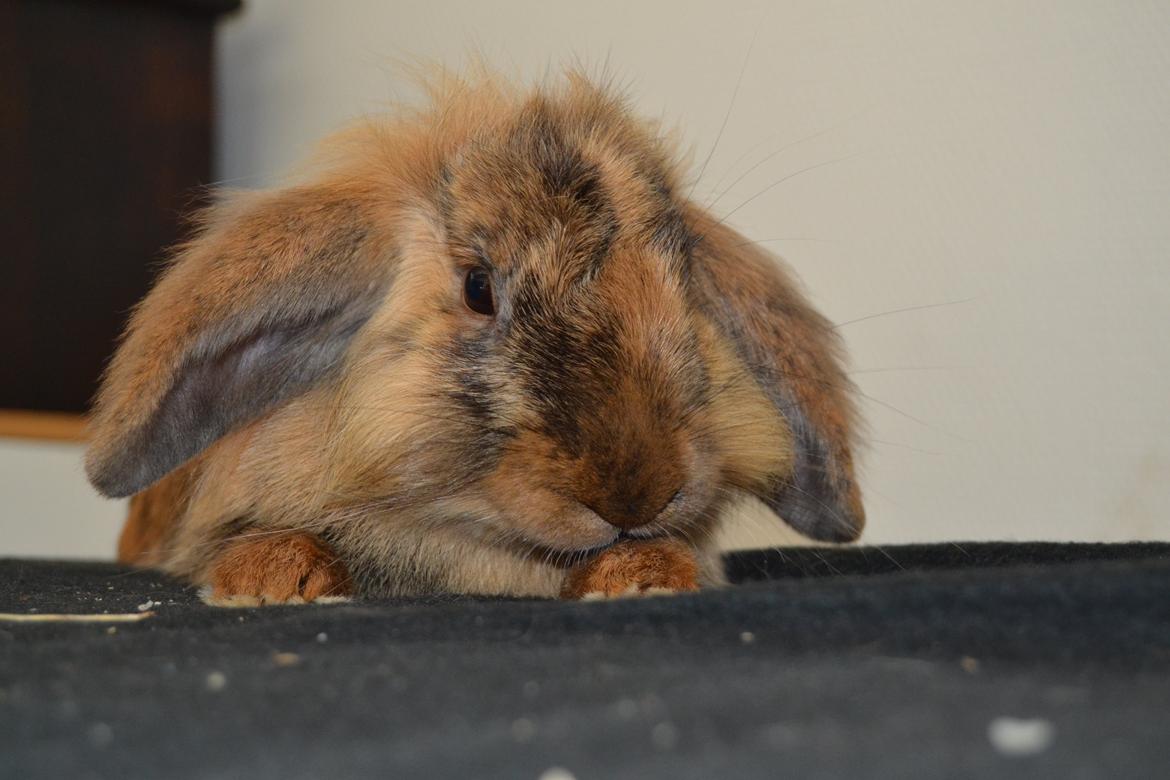 Kanin Raion billede 18