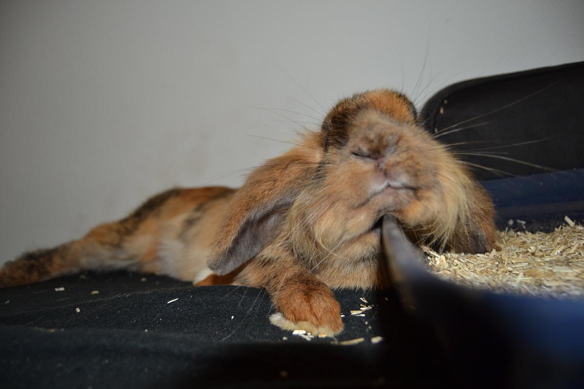 Kanin Raion billede 19