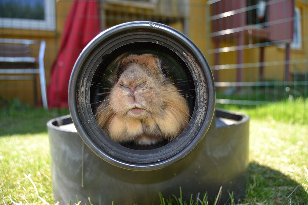 Kanin Raion billede 5