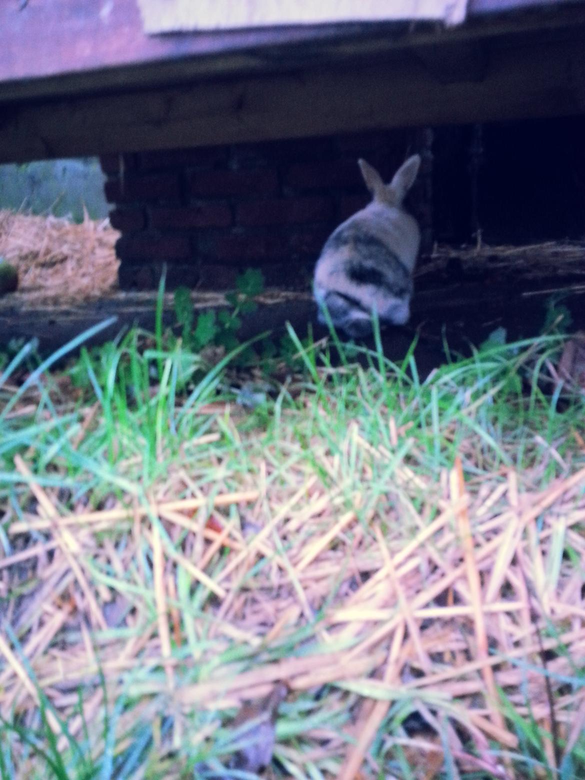 Kanin <3 Mulle <3 - Hygge dag med tøsen <3 billede 17