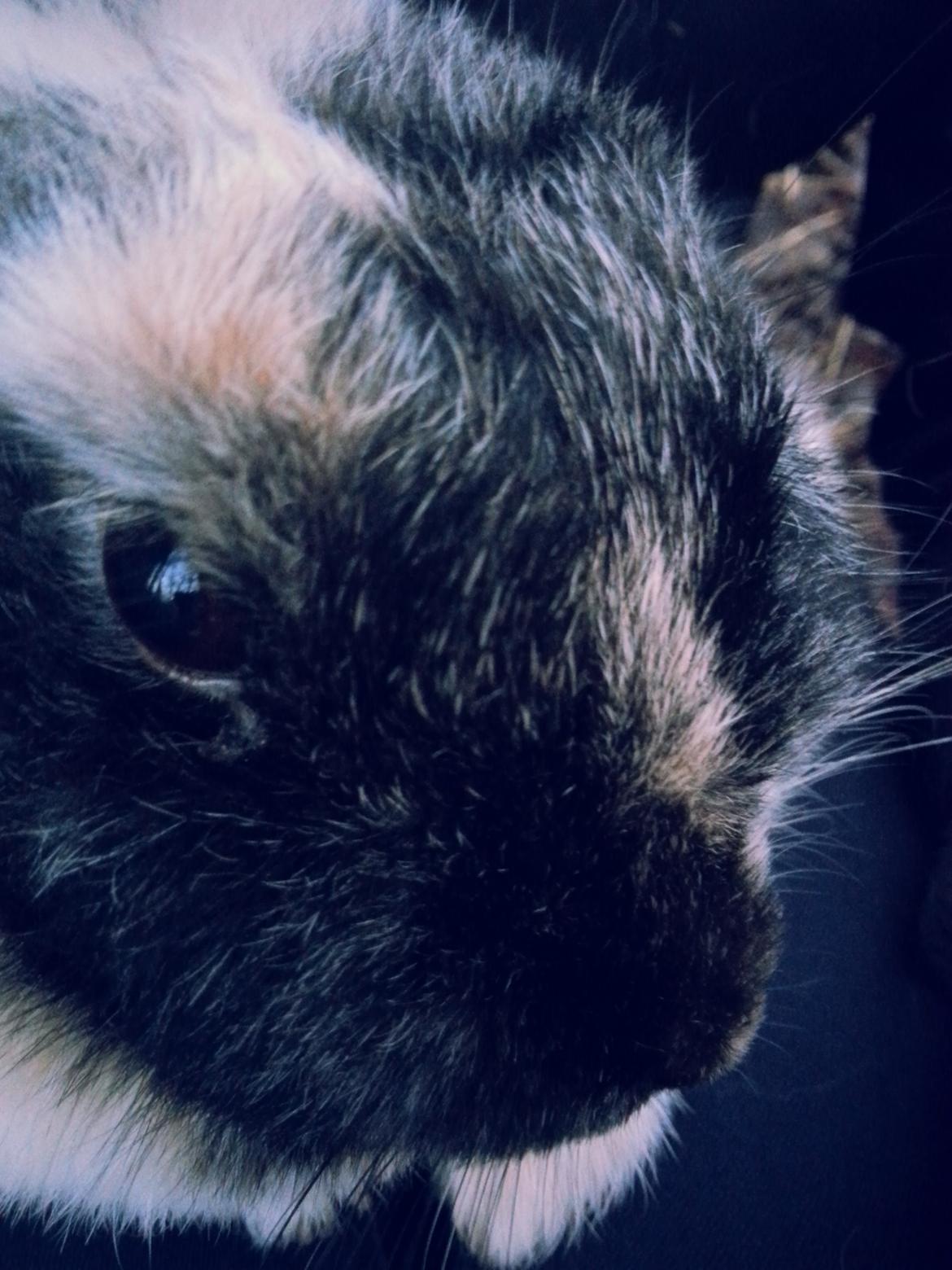 Kanin <3 Mulle <3 - til begravelse ;( billede 22