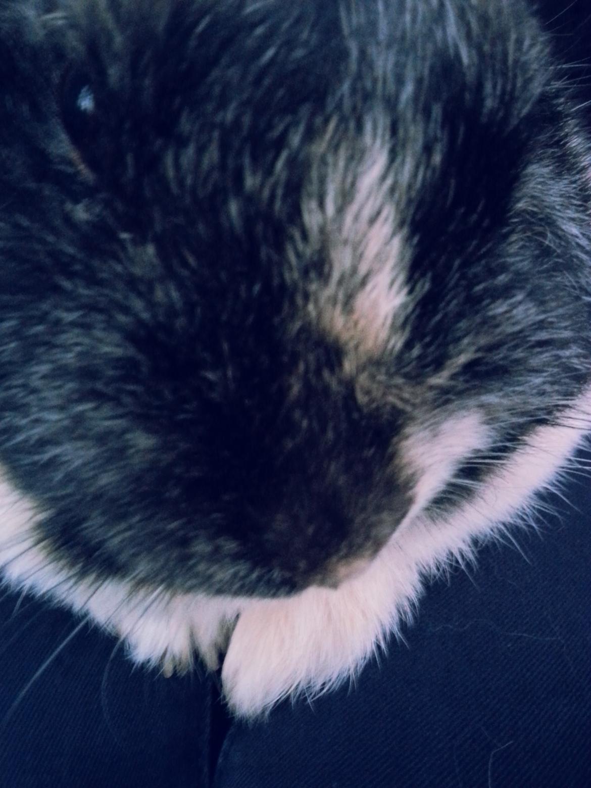 Kanin <3 Mulle <3 - ;( billede 23