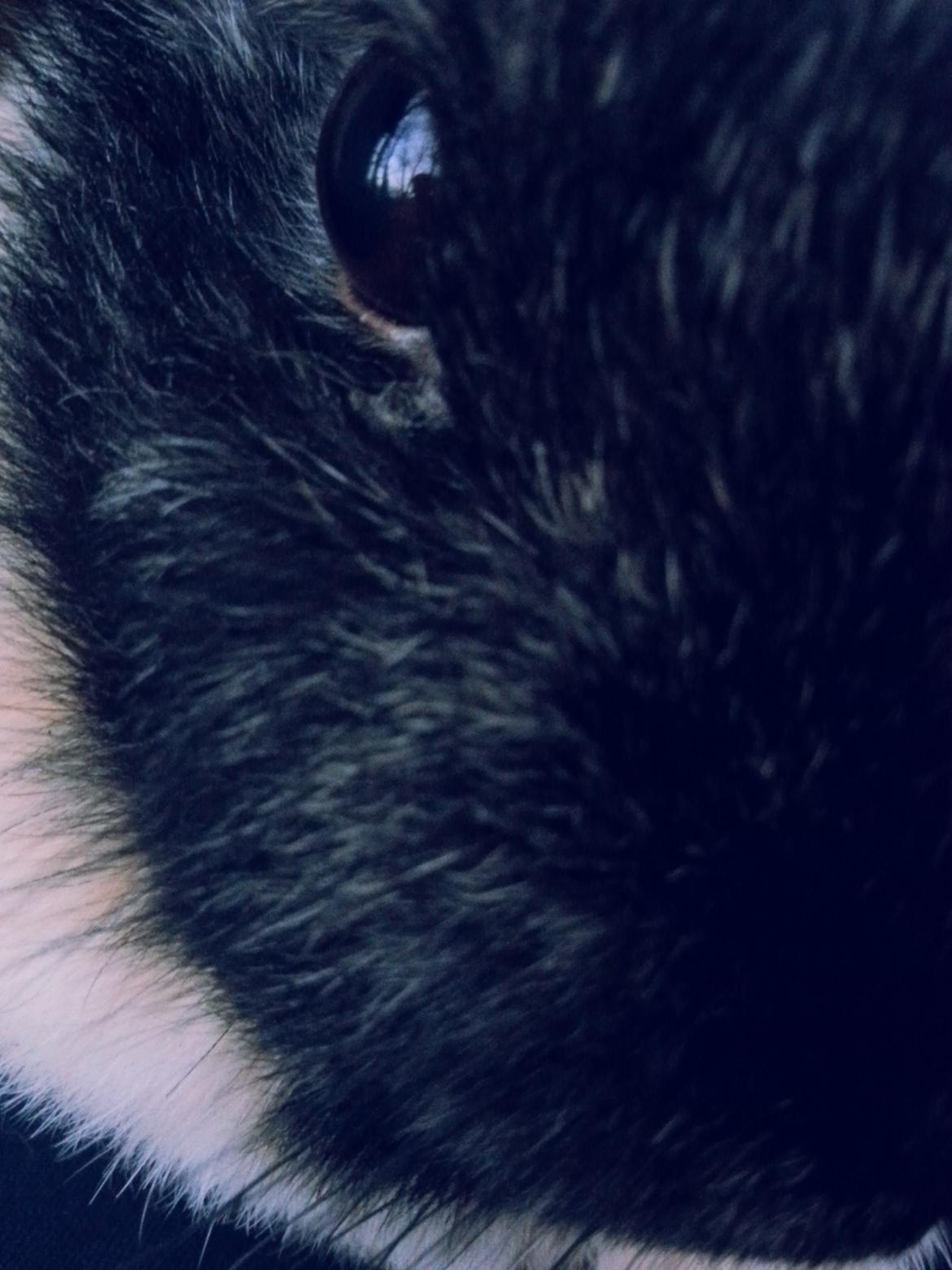 Kanin <3 Mulle <3 - ;( billede 20