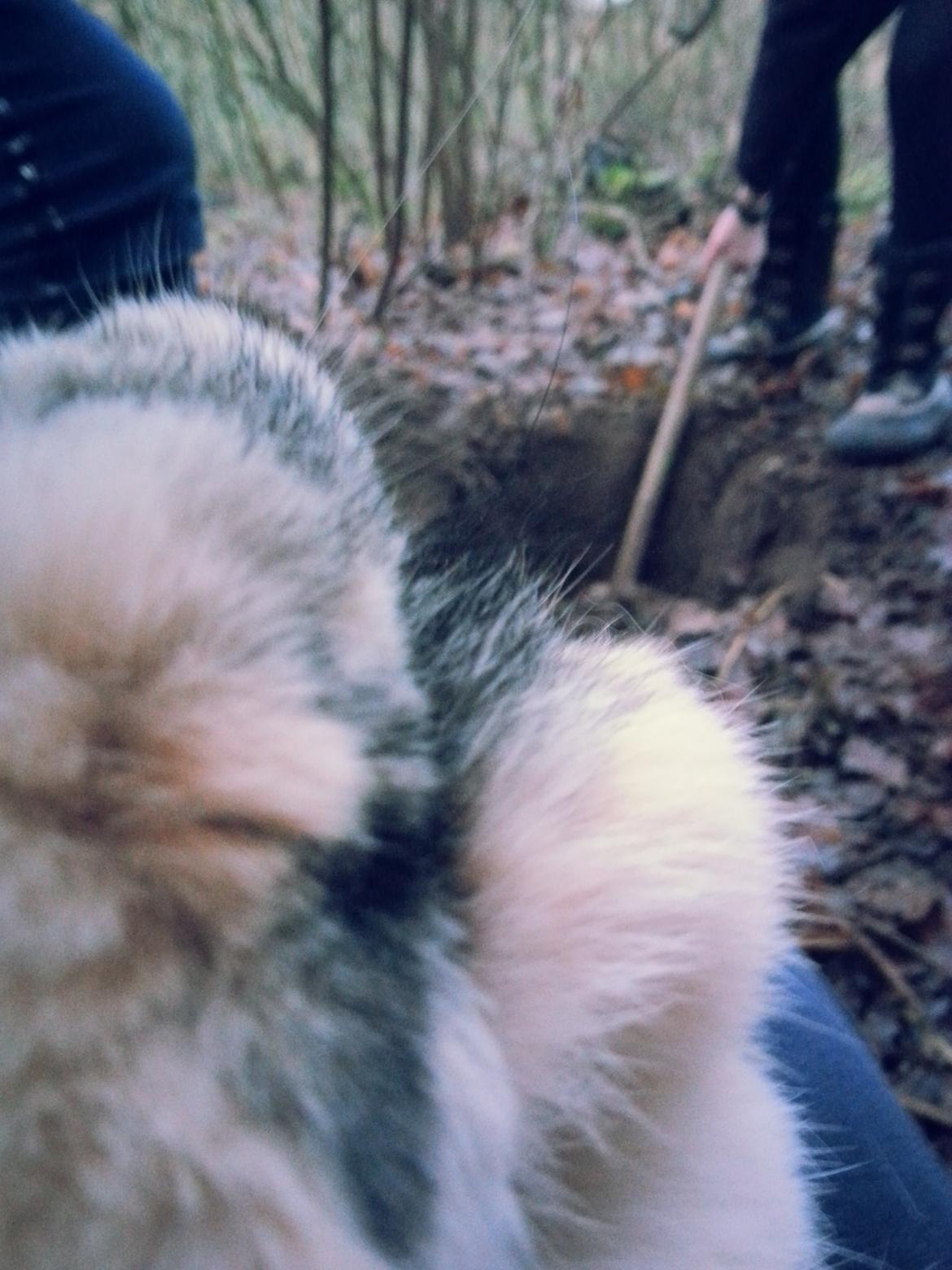 Kanin <3 Mulle <3 - Til Begravelse ;(
 billede 18