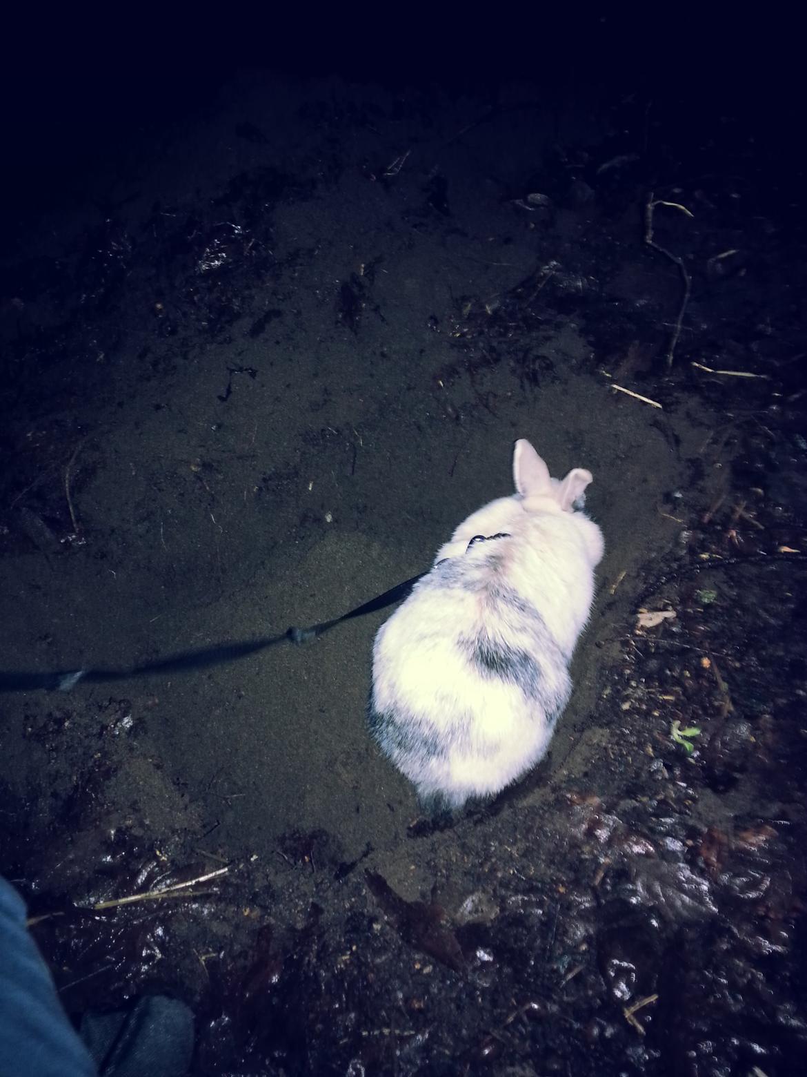 Kanin <3 Mulle <3 - R.I.P billede 19