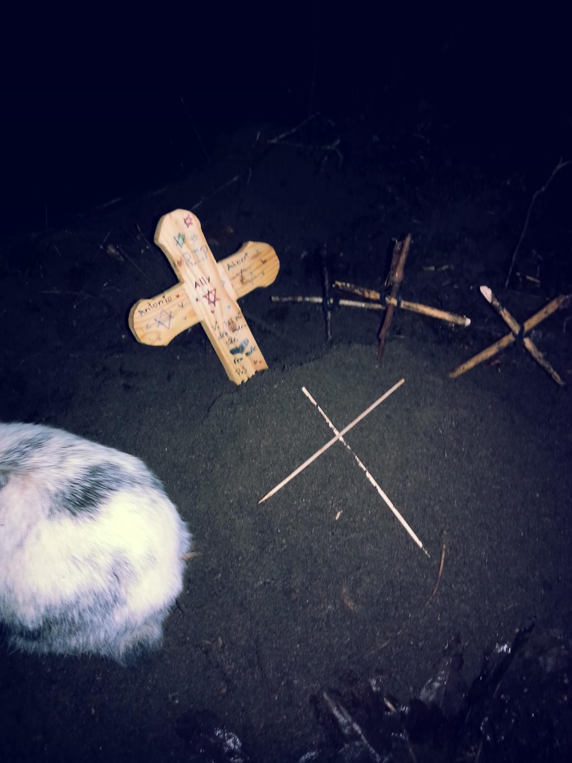 Kanin <3 Mulle <3 - R.I.P Atonio, Ally, Albert ;( billede 21