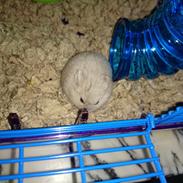 Dværghamster Bent # Ninja Bent