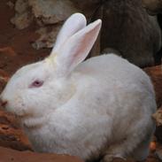 Kanin Snehvide