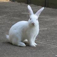 Kanin Snehvide
