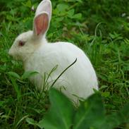 Kanin Snehvide