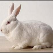 Kanin Snehvide