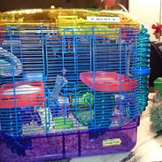 Dværghamster Bent # Ninja Bent