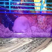 Dværghamster Bent # Ninja Bent