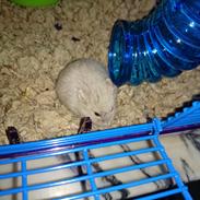 Dværghamster Bent # Ninja Bent